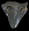 Bargain Fossil Great White Shark Tooth - #32989-1